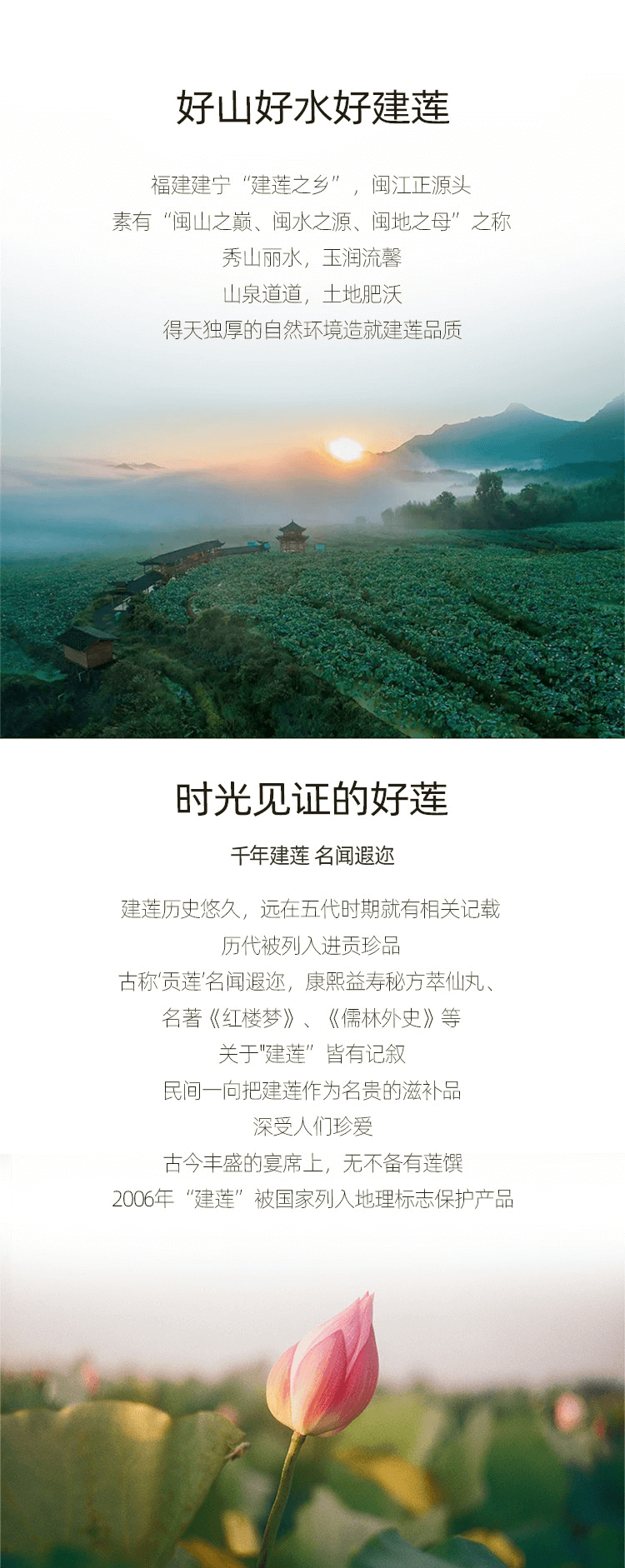 通心白莲-01.png